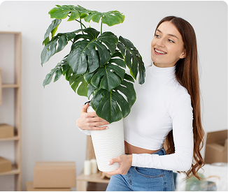 indoor plants image