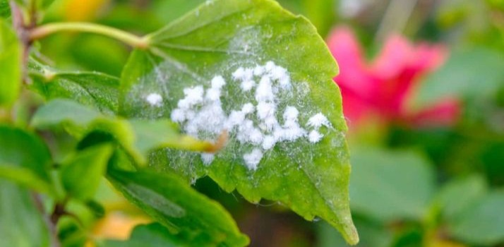 Woolly-Aphids-image