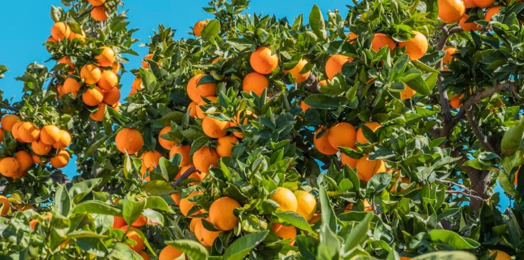 citrus trees mfn