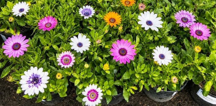 The vibrant Osteospermum: South Africa’s own African Daisy